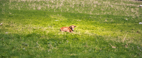 Young cattle on a green grass