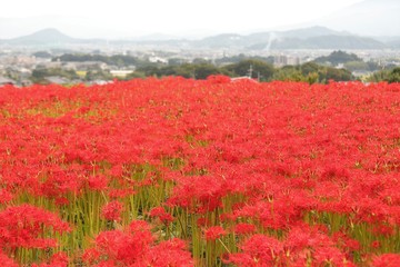 奈良　彼岸花ロード