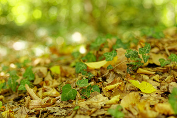 Hedera Helix also known as English Ivy, Common Ivy or European Ivy on the ground between dried leaves in autumn at Belgrad Forest, Istanbul.