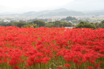 奈良　彼岸花ロード