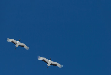 Fototapeta na wymiar Japanese cranes on the clear blue sky