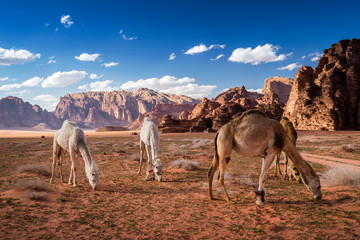 White and brown camels grazing at Wadi Rum desert, southern Jordan