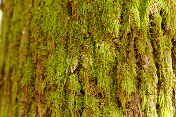 Close up view of moss growing on tree trunk in autum season. Belgrad Forest in Istanbul.
