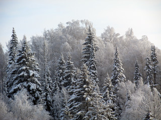 winter forest