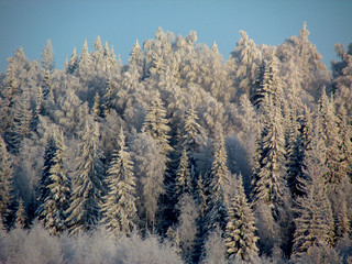winter forest