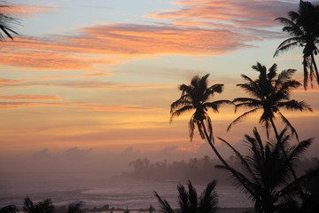 Fototapeta na wymiar Palm trees on the beach during sunset