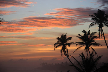 Obraz na płótnie Canvas Palm trees on the beach during sunset
