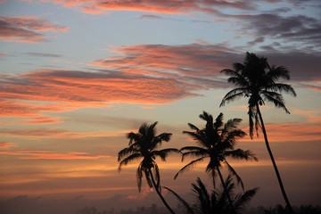 Obraz na płótnie Canvas Palm trees on sunset background