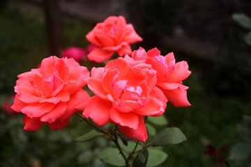 Beautiful rose flowers in the garden