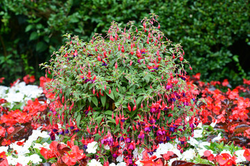 Beautiful large hanging basket with masses of flowers in a formal garden.