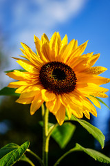 sunflower on background of blue sky