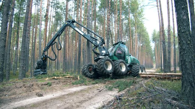 Deforestation, forest cutting concept. Pine forest with the trees getting chopped by the machine