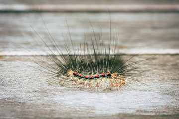 Close-up of a orange-black small slug worm on wooden background