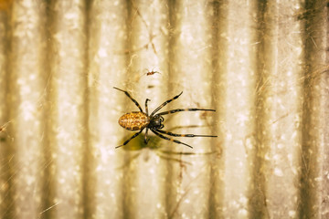 A black and brown colour spider is photographed close up, macro picture,Natural background,spider and spider web. Spiders are creating spider webs.