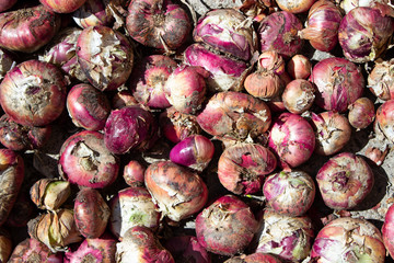 freshly dug onions scattered under the sun