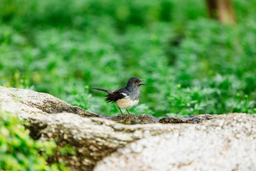 Beautiful Birds in Nature