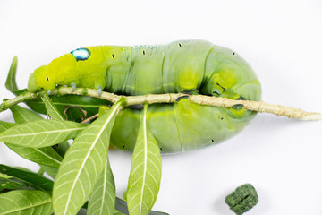 Beautiful of Daphnis nerii, Pupa Stage or Chrysalis Stage.