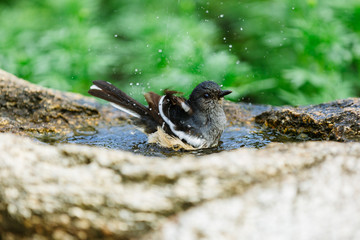 Beautiful Birds in Nature