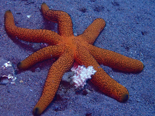 starfish