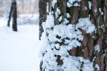 The trunk of a pine covered with snow in the foreground against a background of snow-covered forest