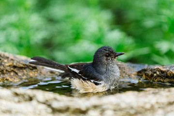 Beautiful Birds in Nature