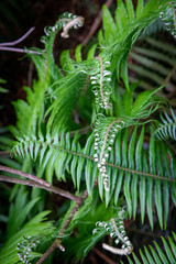 Alaskan fern leaf