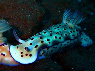 Nudibranch sea slugs