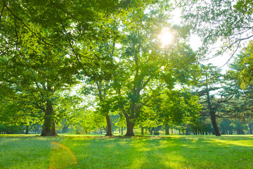 green park in the morning