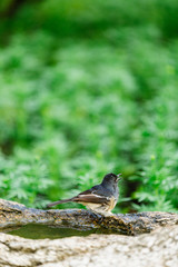 Beautiful Birds in Nature