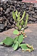 Cactus garden (Jardin de Cactus) Lanzarote, Canary Islands, Spain