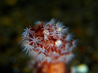 coral polyps