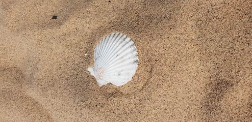 Muschel