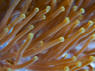 Flowing anemone