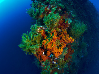 coral reef