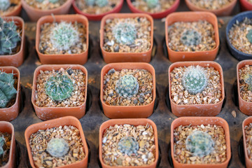 Beautiful of Various Cactus in garden.