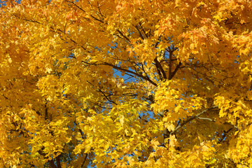 Beautiful colorful leaves in autumn forest. Red, orange, yellow, green and brown autumn leaves. Maple foliage. Seasonal background.