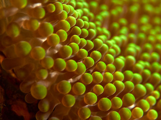 Flowing anemone