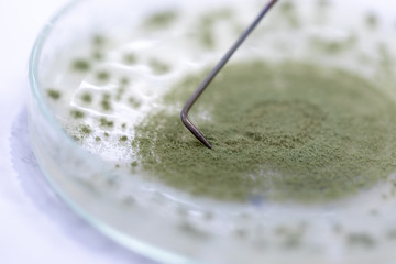 Close up of Aspergillus oryzae is a filamentous fungus, or mold that is used in food production,...