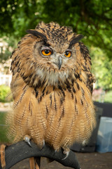 Eagle owl on a perch