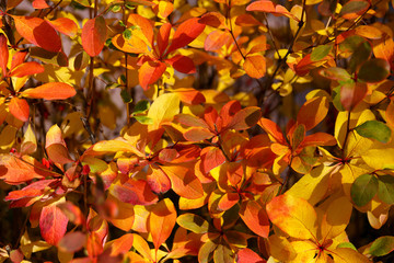 Natural background - autumn red and yellow leaves