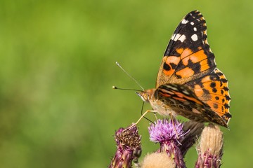 Close up image of colorful painted lady butterfly sitting on purple thistle growing in a meadow on a summer day. Blurry green background.