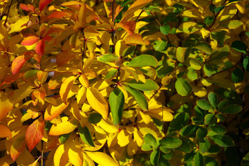 Natural background - autumn red, green and yellow leaves