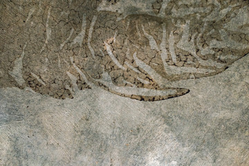fossil shape texture