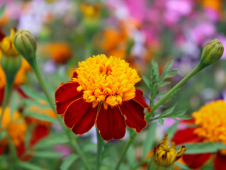 Marigold flowers blooming in the garden 