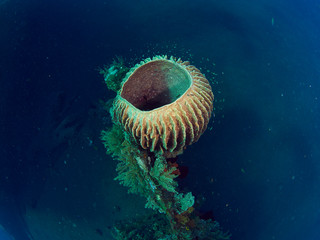 coral reef