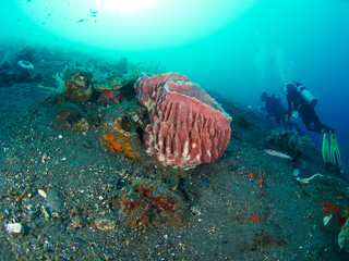Giant barrel sponge
