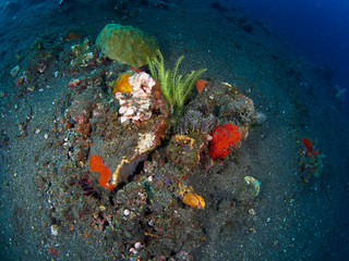 coral reef