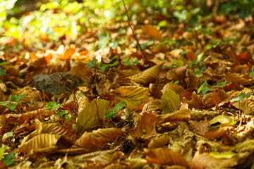 Dried leaves left at natural condition on the forest ground in the autumn at Belgrad Forest Istanbul.