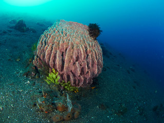 Giant barrel sponge