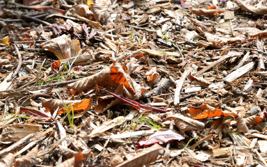 Sunlit Leaves on the forest floor